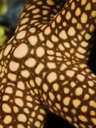 'Sea star' from PNG. Taken with Olympus E-20 in Titan hou... by Istvan Juhasz 